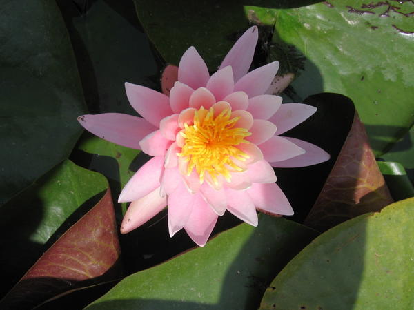 A Water Lilly