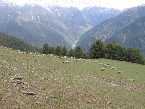 Himalayan Plateau
