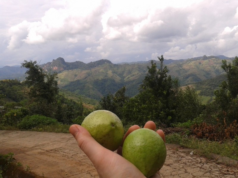 My guavas and the view