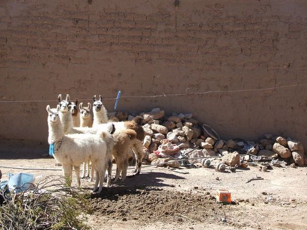 Little llamas all in a row