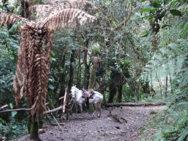 Horse ride up valle cocora