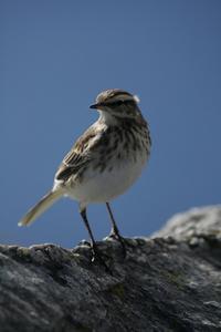 Bird on Roy's Peak