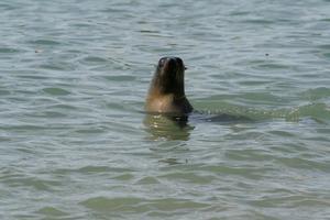 Hello Mr. Seal