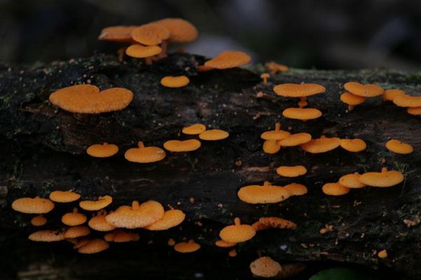 Orange Fungus Thingies