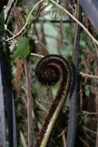 Koru in the early stages