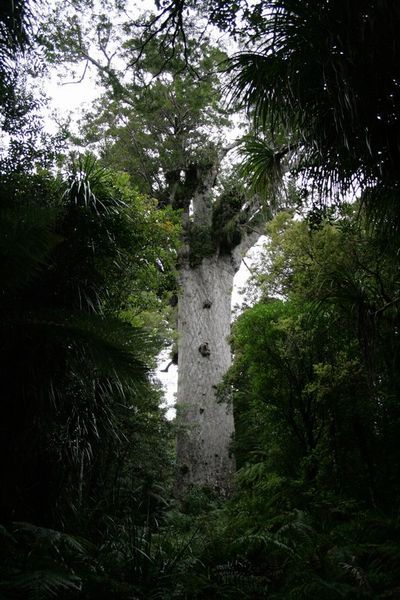 2000 Year Old Kauri Tree