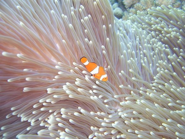 Yeah, I Found Nemo