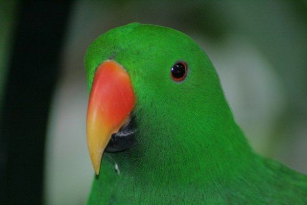 Cool Green Parrot