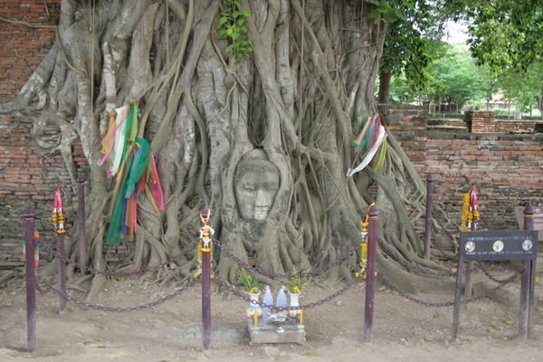 Buddha...Tree Style