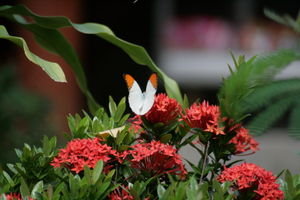 Butterfly on Ko Samet