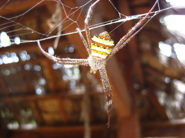 Freaky Spider at Ta Som