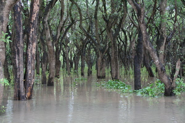 Flooded Forest