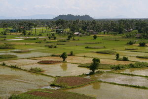 View of the Rice Fields