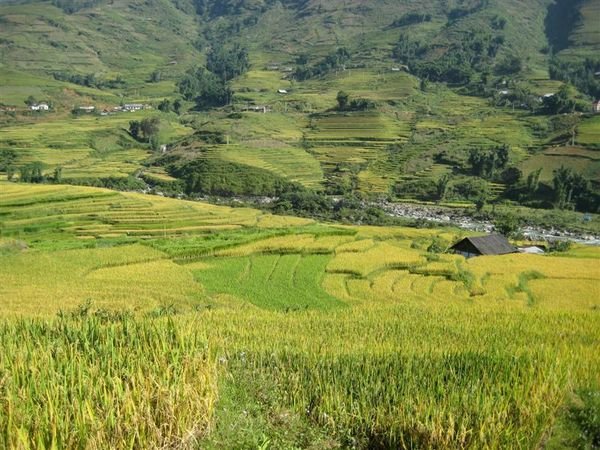 Rice Paddy Terraces