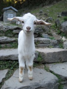 Mini-Goat