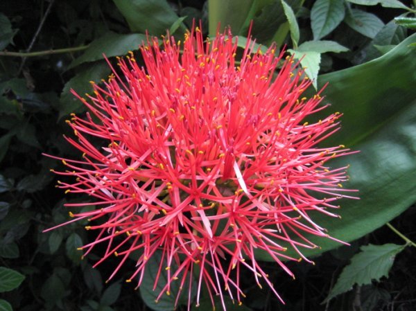 Kili Flower