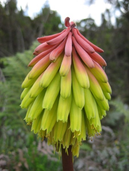 Kili Flower Thingy