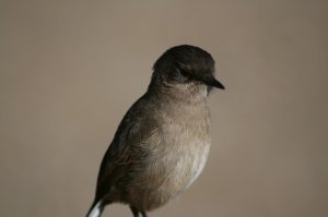 Kili Bird