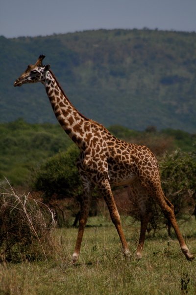 The Dancing Giraffe