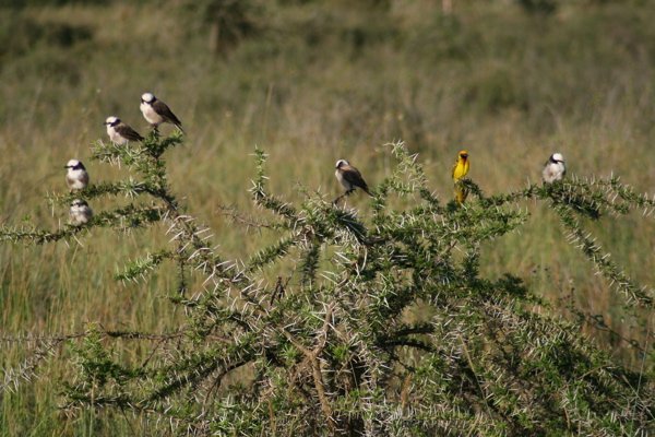 A Village Weaver and Some Helmeted Shrikes
