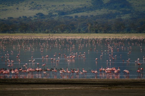 Ngorongoro Flamingos