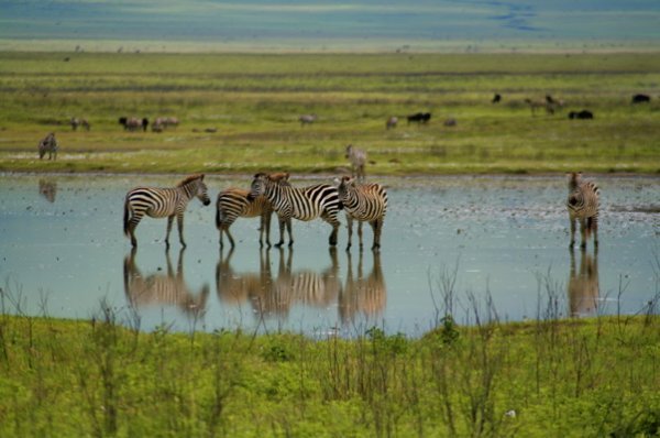 Zebra Reflecting Pool