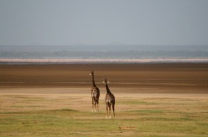 Manyara Giraffes