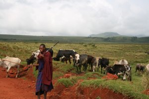 Maasai Herder
