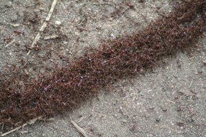 Red Ants Crossing The Road