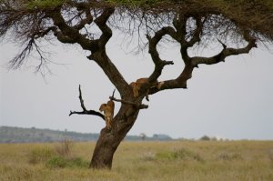 3 Lions In An Acacia