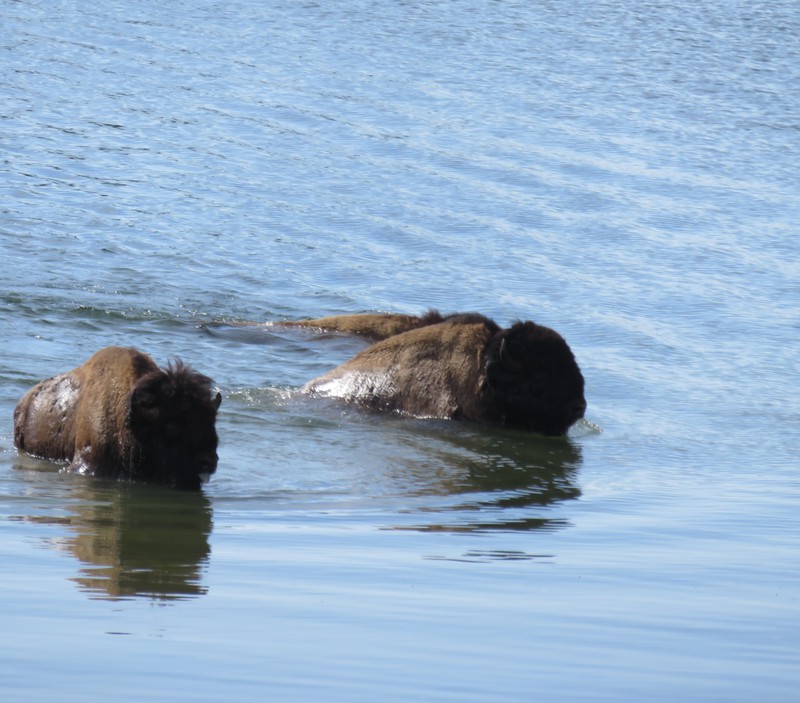 who knew bison could swim