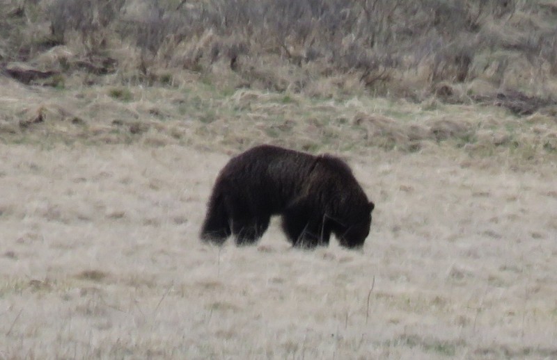 Hayden Valley grizzly 2