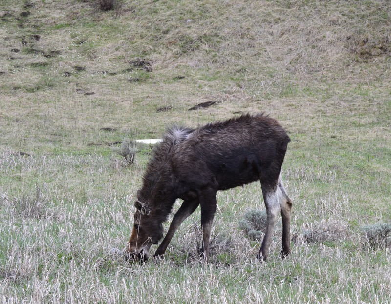 young moose on way to Bozeman MT