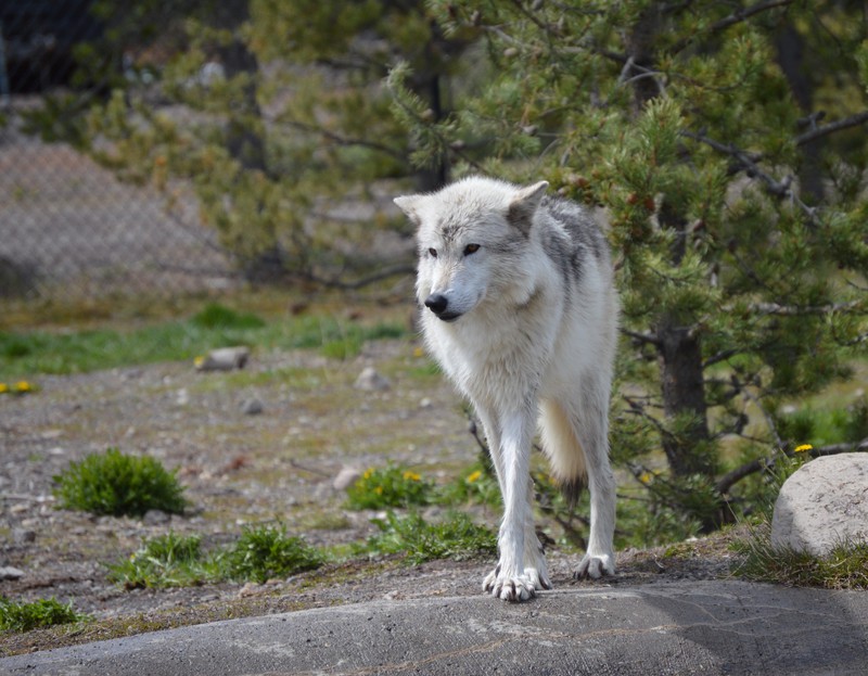 gray wolf West Yellowstone MT