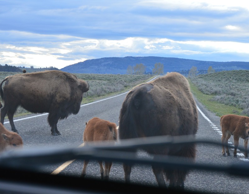 bison jam in Lamar Valley