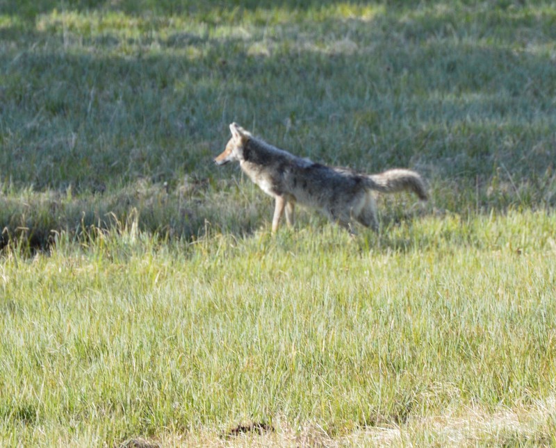 don't know where Jack saw this coyote