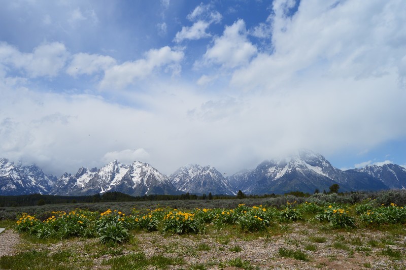 wildflowers at the Tetons