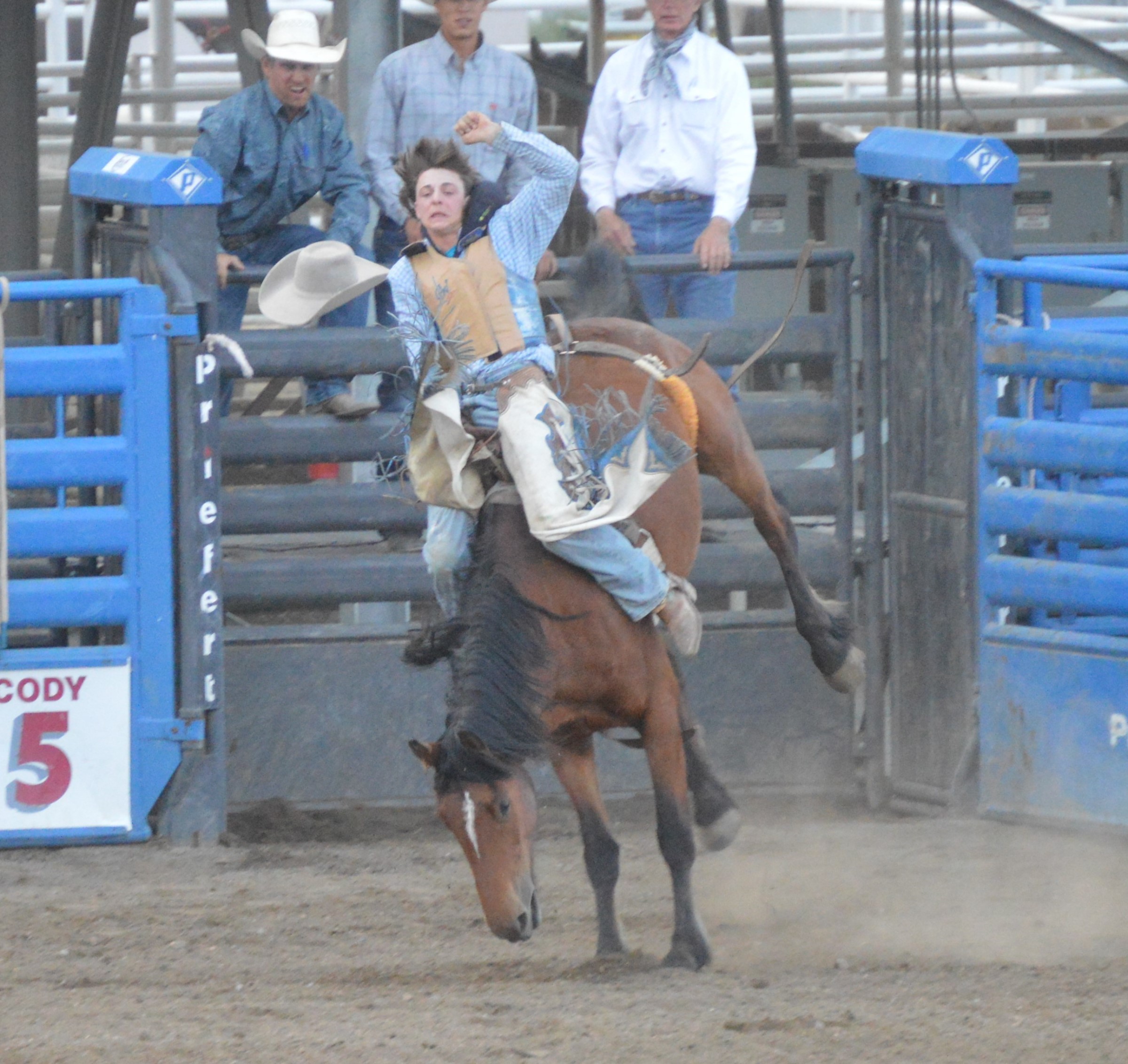 bareback bronc at Cody WY rodeo Photo