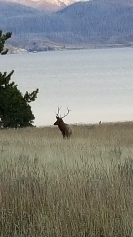 bull elk by lake (2)