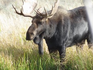 yay! A bull moose!