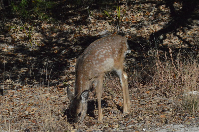 fawn at St Andrews State Park