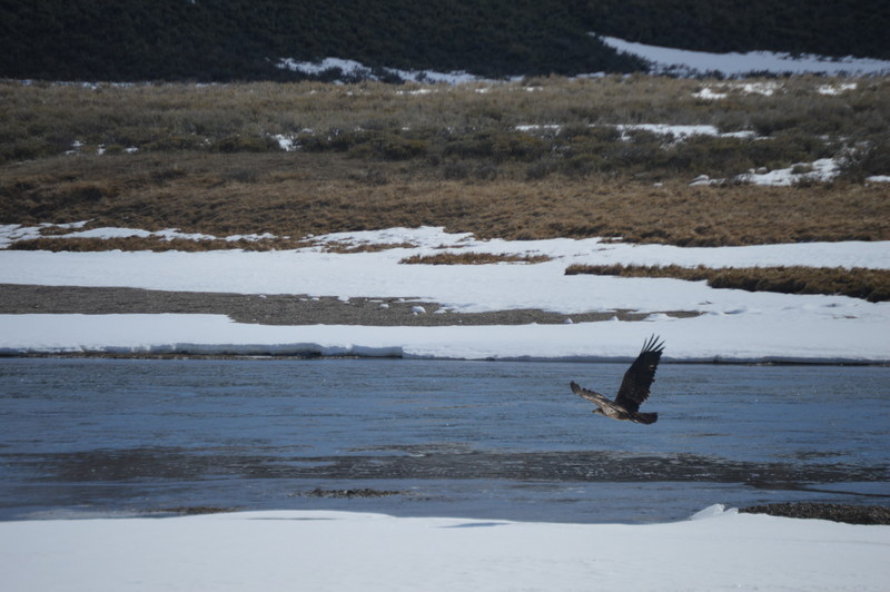 juvenile bald eagle takes flight
