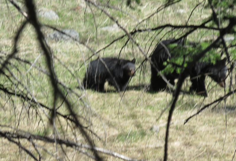 black bear and older cub