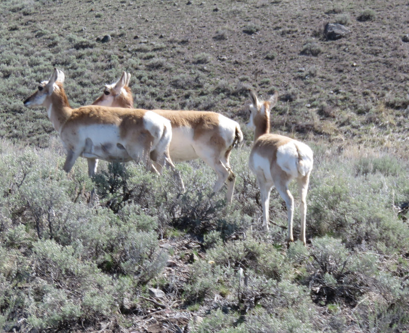 antelope, Lamar valley