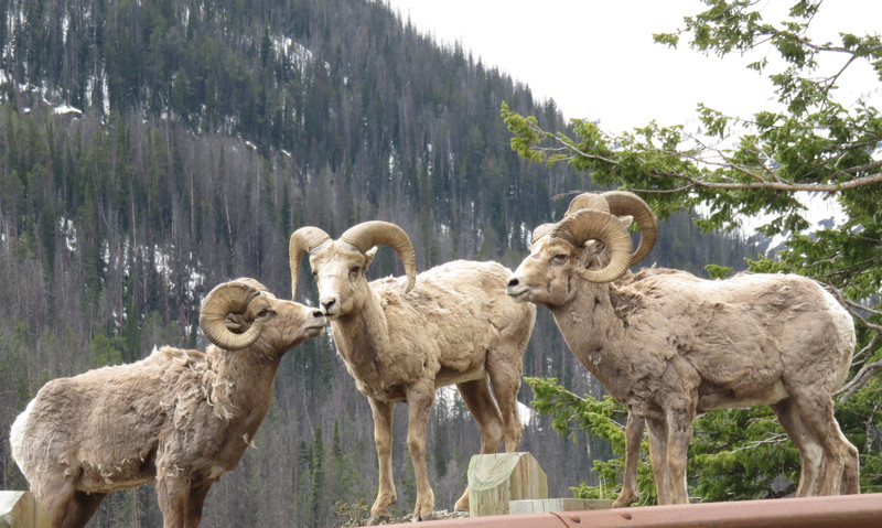 big horn sheep on photo duty, east entrance road