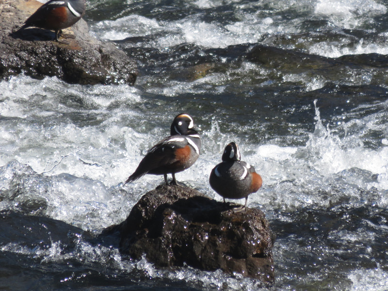 love these Harlequin ducks at lehardy rapids