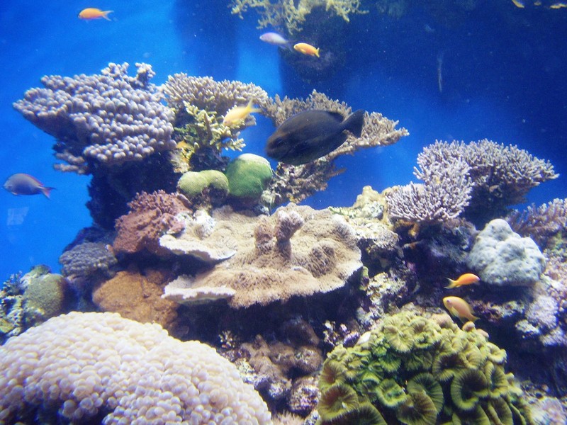 Underwater Observatory Marine Park 