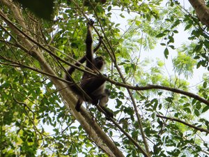 Punta Laguna The Spider Monkey Reserve