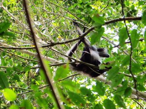 Punta Laguna The Spider Monkey Reserve