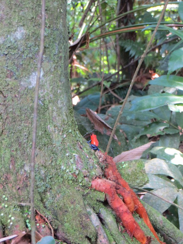 Rainforest Adventures Costa Rica Atlantic
